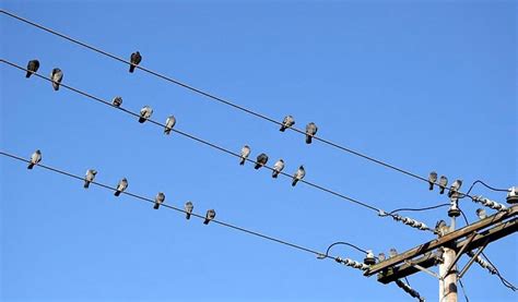 electricity in bird box|why can birds sit on electric lines.